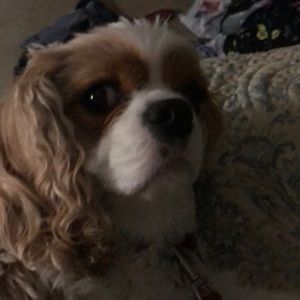 Meet your Posher, Elizabeth